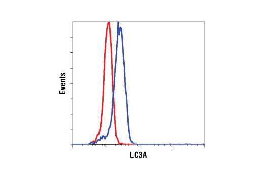 Confocal immunofluorescent analysis of HCT-116 cells, untreated (left) or choroquine-treated (50 uM, overnight; right) using LC3A (D50G8) XP® Rabbit mAb (green) and β-Catenin (L54E2) Mouse mAb (Alexa Fluor® 555 Conjugate) #5612 (red). Blue pseudocolor = DRAQ5® #4084 (fluorescent DNA dye).