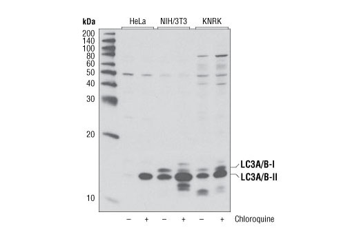 Western blot analysis of extracts from various cell lines, untreated or treated with chloroquine (50 μM, overnight) using LC3A/B Antibody.