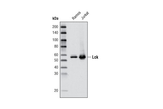Western blot analysis of extracts from Ramos and Jurkat cells using LcK (D88) XP ® Rabbit mAb.