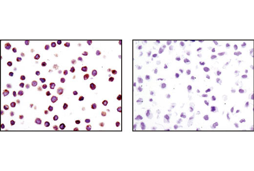 Immunohistochemical analysis of paraffin-embedded Colo205 (positive) (left) and HeLa (negative) (right) cell pellets using Lck (D88) XP ® Rabbit mAb.