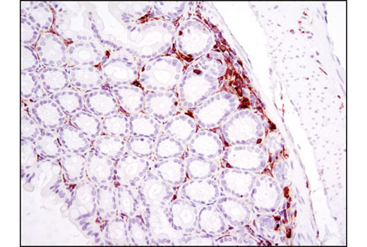 Immunohistochemical analysis of paraffin-embedded mouse colon using LCP1 (D1C3) Rabbit mAb.