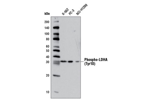 Western blot analysis of extracts from various cell lines using Phospho-LDHA (Tyr10) Antibody.