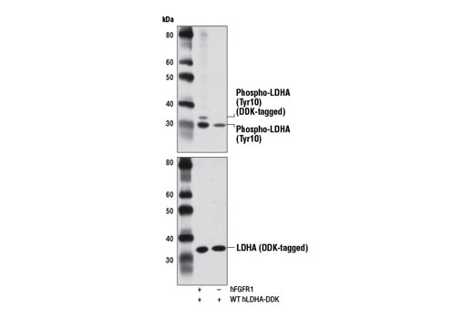 Western blot analysis of extracts from 293T cells transfected with a construct expressing DYKDDDDK-tagged wild-type (WT) full-length human LDHA (WT hLDHA-DDK) alone or in conjuction with full-length human FGFR1 (hFGFR1), using Phospho-LDHA (Tyr10) Antibody (upper) or DYKDDDDK Tag (9A3) Mouse mAb #8146 (lower). The DYKDDDDK-tagged WT hLDHA expression construct was kindly provided by Dr. Jing Chen at Emory University School of Medicine.