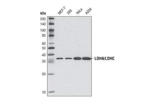 Western blot analysis of extracts from various cell types using LDHA/LDHC (C28H7) Rabbit mAb.