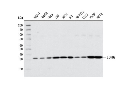Western blot analysis of extracts from various cell lines using LDHA Antibody.