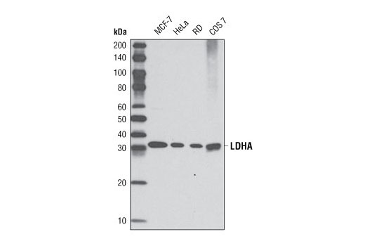 Western blot analysis of extracts from various cell types using LDHA (C4B5) Rabbit mAb.