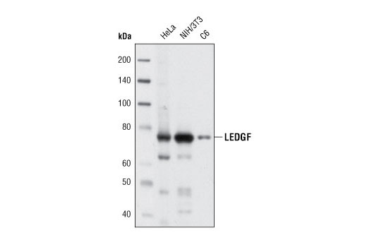 Western blot analysis of exctracts from various cell types using LEDGF (C57G11) Rabbit mAb.