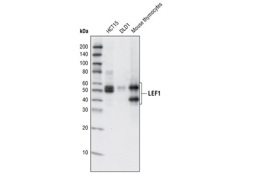Western blot analysis of total cell lysates from HCT15, DLD1 and mouse thymocytes using LEF1 (C12A5) Rabbit mAb.