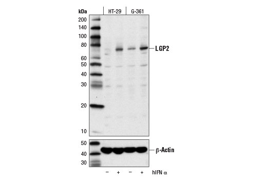Western blot analysis of extracts from various cell lines, untreated (-) or treated with Human Interferon-α1 (hIFNα) #8927 (10 ng/ml, overnight; +), using LGP2 (D3I3L) Rabbit mAb (upper) and β-Actin (D6A8) Rabbit mAb #8457 (lower).