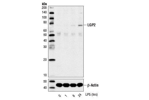 Western blot analysis of extracts from THP-1 cells differentiated with TPA #4174 (80 nM, overnight), untreated or LPS-treated (1 μg/ml for indicated times), using LGP2 (D3I3L) Rabbit mAb (upper) or β-Actin (D6A8) #8457 (lower).
