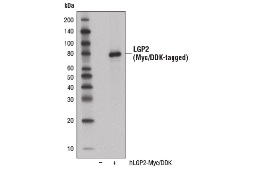Western blot analysis of extracts from 293T cells, mock transfected (-) or transfected with a construct expressing Myc/DDK-tagged full-length human LGP2 protein (hLGP2-Myc/DDK; +), using LGP2 (D3I3L) Rabbit mAb.