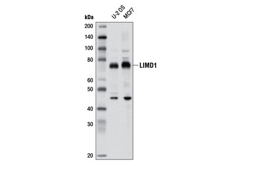 Western blot analysis of extracts from U-2 OS and MCF7 cells using LIMD1 Antibody.