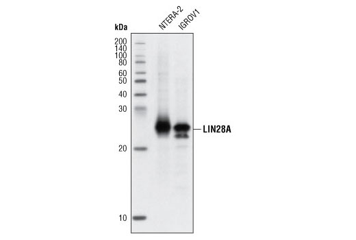 Western blot analysis of extracts of NTERA-2 and IGROV1 cells using LIN28A (D84C11) XP ® Rabbit mAb.