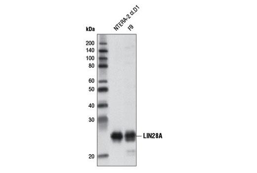 Western blot analysis of extracts from NTERA-2 cl.D1 and F9 cells using LIN28A (D1A1A) XP ® Rabbit mAb.