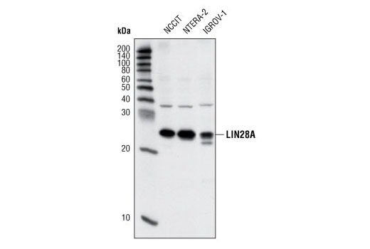 Western blot analysis of extracts from various cell lines using LIN28 (6D1F9) Mouse mAb.
