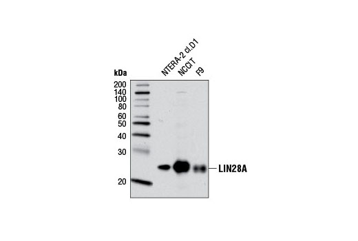 Western blot analysis of extracts from various cell lines using LIN28A (D9F5) Rabbit mAb.