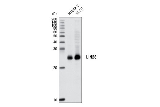 Western blot analysis of extracts of NTERA-2 and NCCIT cells using LIN28A (P22) Antibody.
