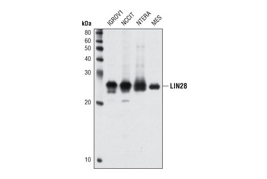 Western blot analysis of extracts from various cell lines, including mouse embryonic stem cells (mESCs), using LIN28A (A177) Antibody.