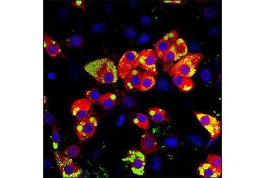 Confocal immunofluorescent analysis of 3T3-L1 adipocytes using Lipin 1 Antibody (red). Lipid droplets were labeled with BODIPY ® 493/503 (green). Blue pseudocolor = DRAQ5 ® #4084 (fluorescent DNA dye).