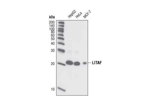 Western blot analysis of extracts from Hep G2, HeLa and MCF-7 cell types using LITAF Antibody.