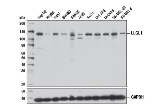 Western blot analysis of extracts from various cell lines using LLGL1 (D2B5A) Rabbit mAb (upper) or GAPDH (D16H11) XP ® Rabbit mAb #5174 (lower).