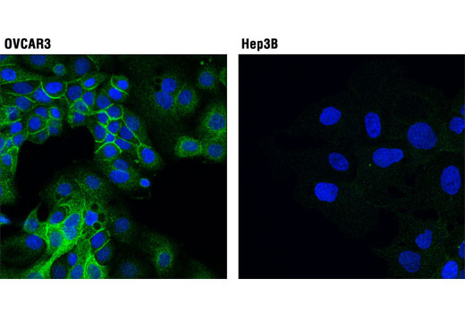 Confocal immunofluorescent analysis of OVCAR3 (positive; left) and Hep3B (weak; right) cells using LLGL1 (D2B5A) Rabbit mAb (green). Blue pseudocolor = DRAQ5 ® #4084 (fluorescent DNA dye).