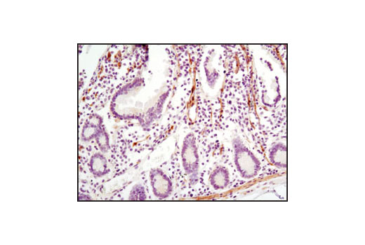 Immunohistochemical analysis of paraffin-embedded human small intestine using LPP (8B3A11) Mouse mAb.