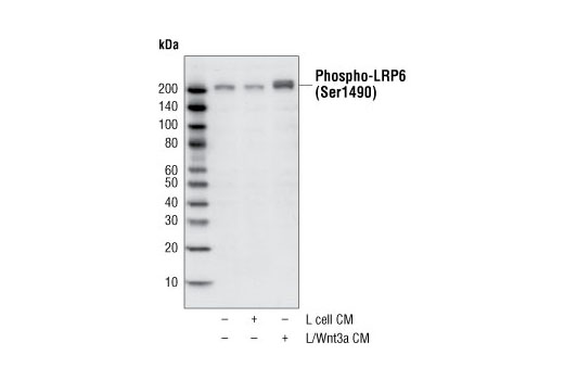 Western blot analysis of total cell lysates from HeLa cells untreated, treated 5 hours with conditioned medium (CM) from L cells, or treated 5 hours with conditioned medium from L cells overexpressing Wnt3a, using Phospho-LRP6 (Ser1490) Antibody #2568.