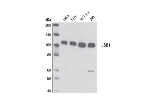 Western blot analysis of extracts from various cell types using LSD1 (1E-5H2) Mouse mAb.