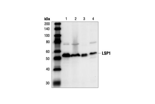 Western blot analysis of extracts from human B cell lines Daudi and Ramos (lanes 1 and 2), from mouse spleenocyte (lane 3), and from the B cell line A20 (lane 4), using LSP1 Antibody.