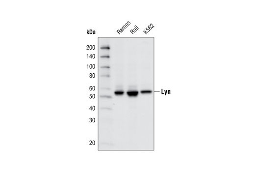 Western blot analysis of cell extracts from various cell types using Lyn (C13F9) Rabbit mAb.