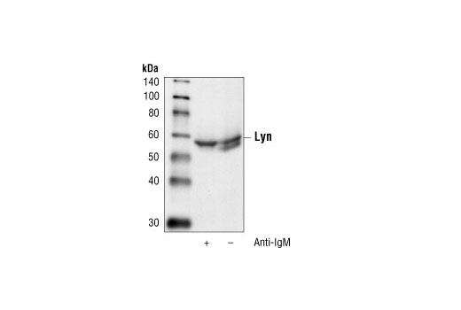 Western blot analysis of extracts from Ramos cells treated with anti-IgM antibody (12 µg/ml for 2 minutes) or untreated, using Lyn Antibody.