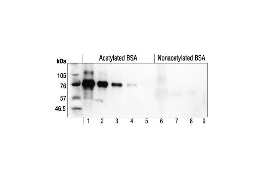 Specificity and sensitivity of Acetylated-Lysine Antibody assayed on acetylated BSA (4; 1; 0.2; 0.04 or 0.008 ng in lanes 1-5) or nonacetylated BSA (25,000; 5,000; 1,000 or 200 ng in lanes 6-9).