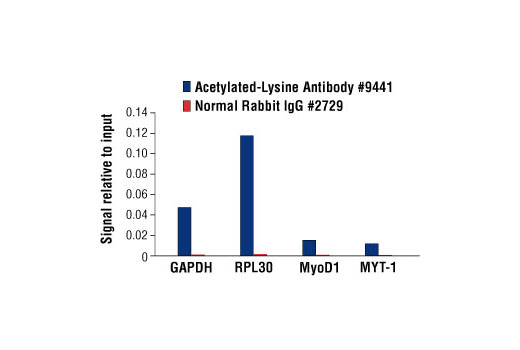 Chromatin immunoprecipitations were performed with cross-linked chromatin from 4 x 10 6 HeLa cells and either 10 μl of Acetylated-Lysine Antibody or 2 μl of Normal Rabbit IgG #2729, using SimpleChIP ® Enzymatic Chromatin IP Kit (Agarose Beads) #9002. The enriched DNA was quantified by real-time PCR, using SimpleChIP ® Human GAPDH Exon 1 Primers #5516, SimpleChIP ® Human RPL30 Exon 3 Primers #7014, SimpleChIP ® Human MyoD1 Exon 1 Primers #4490, and SimpleChIP ® Human MYT-1 Exon 1 Primers #4493. The amount of immunoprecipitated DNA in each sample is represented as signal relative to the total amount of input chromatin, which is equivalent to one.