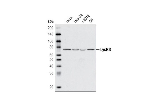 Western blot analysis of extracts from various cell lines using LysRS Antibody.