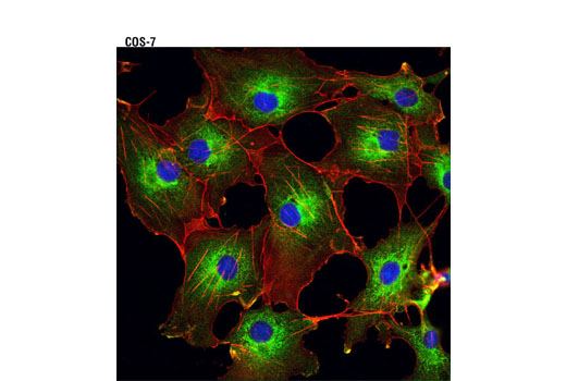 Confocal immunofluorescent analysis of COS-7 cells using LysRS (D16D1) Rabbit mAb (green). Actin filaments were labeled with DY-554 phalloidin (red). Blue pseudocolor = DRAQ5 ® #4084 (fluorescent DNA dye).