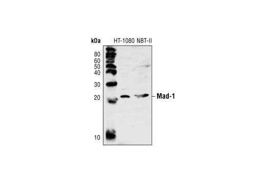 Western blot analysis of extracts from HT-1080 (human) and NBT-II (rat) cells, using Mad-1 Antibody.