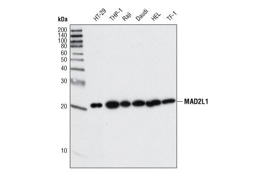 Western blot analysis of extracts from various cell lines using MAD2L1 (D8A7) Rabbit mAb.