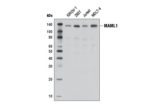Western blot analysis of extracts from various cell lines using MAML1 (D3E9) Rabbit mAb.