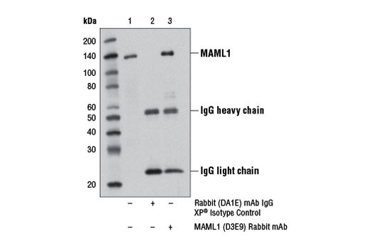 Immunoprecipitation of MAML1 protein from 293T cell extracts using Rabbit DA1E mAb IgG XP ® Isotype Control #3900 (lane 2) or MAML1 (D3E9) Rabbit mAb (lane 3). Lane 1 is 10% input. Western blot analysis was performed using MAML1 (D3E9) Rabbit mAb.