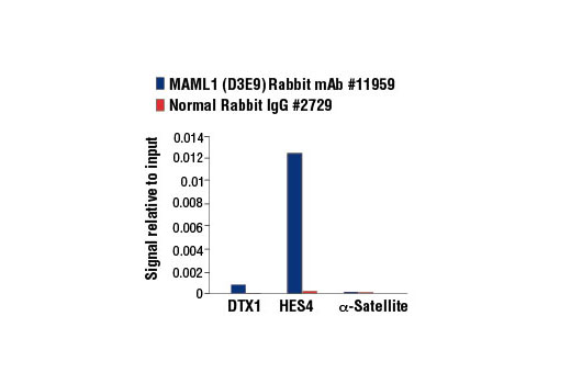 CUTLL1 cells were cultured in media with γ-secretase inhibitor (1 μM) for 3 days and then washed and cultured in fresh media for 3 hr. Chromatin immunoprecipitations were performed with cross-linked chromatin from 4 x 10 6 cells and 5 µl of MAML1 (D3E9) Rabbit mAb or 2 µl of Normal Rabbit IgG #2729 using SimpleChIP ® Enzymatic Chromatin IP Kit (Magnetic Beads) #9003. The enriched DNA was quantified by real-time PCR using human DTX1 intron 3 primers, SimpleChIP ® Human HES4 Promoter Primers #7273, and SimpleChIP ® Human α Satellite Repeat Primers #4486. The amount of immunoprecipitated DNA in each sample is represented as signal relative to the total amount of input chromatin, which is equivalent to one.