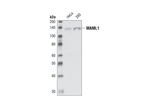 Western blot analysis of total cell lysates from HeLa and 293 cells, using MAML1 antibody.