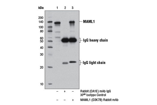 Immunoprecipitation of MAML1 protein from 293T cell extracts, using Rabbit (DA1E) mAb IgG XP ® Isotype Control #3900 (lane 2) or MAML1 (D3K7B) Rabbit mAb (lane 3). Lane 1 is 10% input. Western blot analysis was performed using MAML1 Antibody #4608.