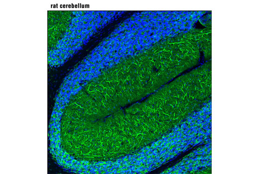 Confocal immunofluorescent analysis of frozen rat cerebellum using MAP2 (D5G1) XP ® Rabbit mAb (green). Blue pseudocolor = DRAQ5 ® #4084 (fluorescent DNA dye).