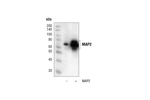 Western blot analysis of extracts from COS cells, untransfected or MAP2C transfected, using MAP2 Antibody. (Human MAP2C construct is a generous gift from Dr. B. Shafit-Zagardo, Dept. of Pathology, Albert Einstein College of Medicine, Bronx, NY.)