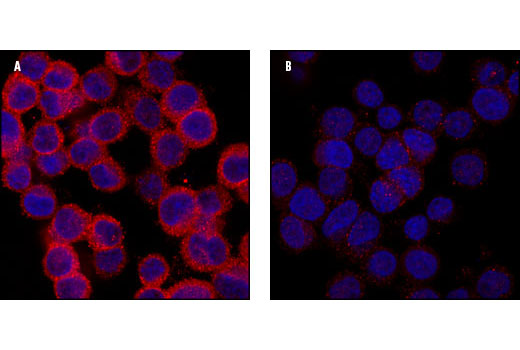 Confocal microscopic images of PC-12 cells showing cytoplasmic stain with MAP2 Antibody (A, red) compared to an isotype control (B). Blue pseudocolor = DRAQ5 ® #4084 (fluorescent DNA dye).