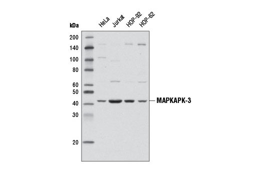 Western blot analysis of extracts from various cell lines using MAPKAPK-3 (D54E4) Rabbit mAb.