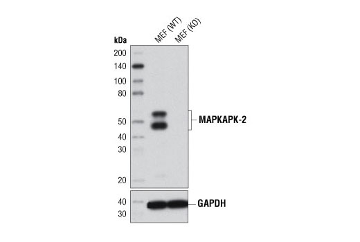 Western blot analysis of cell extracts from MAPKAPK-2 wild type (WT) and knockout (KO) mouse embryonic fibroblasts (MEF) using MAPKAPK-2 (D1E11) Rabbit mAb (upper) or GAPDH (D16H11) XP ® Rabbit mAb #5174 (lower). MAPKAPK-2 WT and KO MEFs were generously provided by Drs. Sandra Morandell and Michael Yaffe, David H. Koch Institute for Integrative Cancer Research, Massachusetts Institute of Technology, Cambridge, MA.