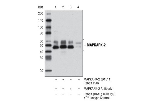 Immunoprecipitation of MAPKAPK-2 from HeLa cell extracts using MAPKAPK-2 (D1E11) Rabbit mAb (lane 2), MAPKAPK-2 Antibody #3042 (lane 3), or Rabbit (DA1E) mAb IgG XP ® Isotype Control #3900 (lane 4). Lane 1 is 10% input. Western blot analysis was performed using MAPKAPK-2 (D1E11) Rabbit mAb. Mouse Anti-rabbit IgG (Conformation Specific) (L27A9) mAb #3678 was used as a secondary antibody.