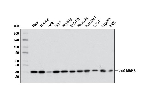 Western blot analysis of extracts from various cell lines using p38 MAPK (D13E1) XP ® Rabbit mAb.
